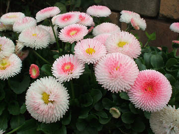 hinageshi01 hinageshi01