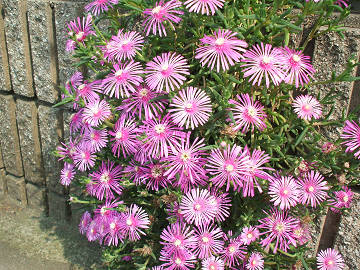 matsubabotan matsubabotan