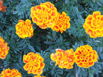 marigold marigold