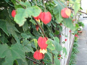 abutilon