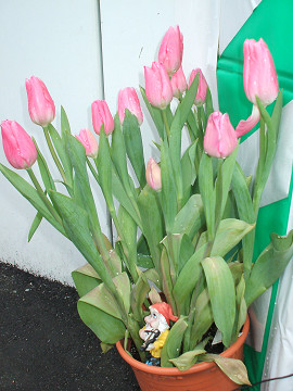 tulipa01