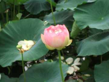 lotus0101