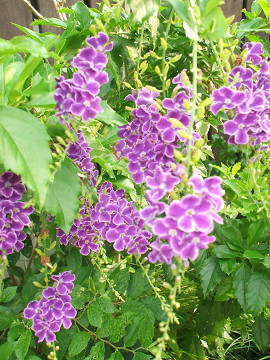 Duranta01